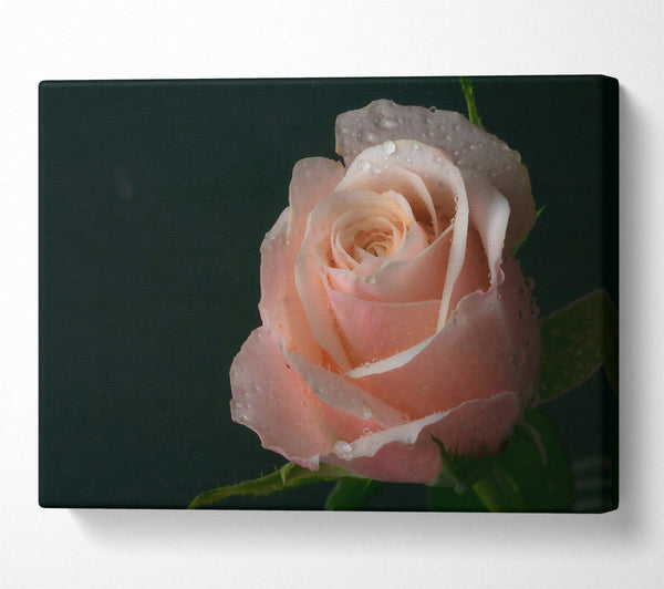 A Canvas Print of Dewy Peach Rose Canvas Art
