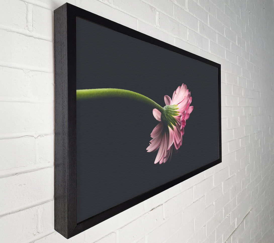 A Canvas Print of Pink Flower Reverie Canvas Print
