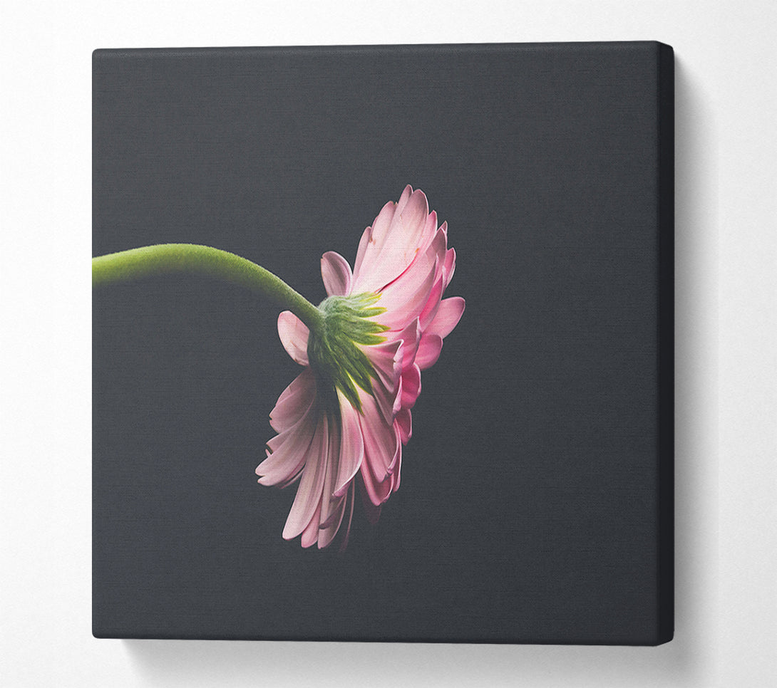  A Canvas Print of Pink Flower Reverie Canvas Print