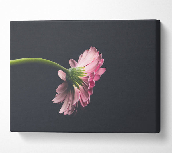  A Canvas Print of Pink Flower Reverie Canvas Print