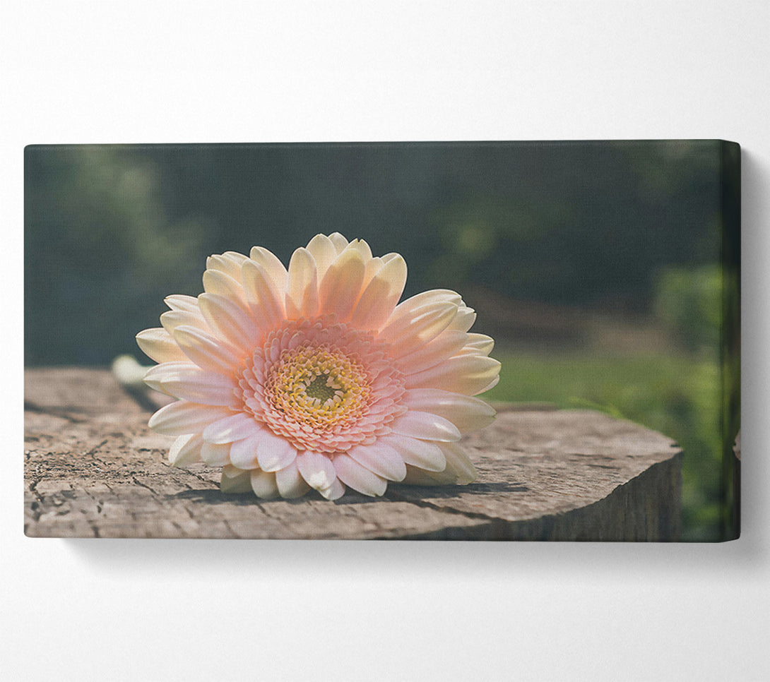  A Canvas Print of Pale Pink Blossom Canvas Print
