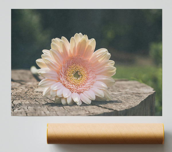 Pale Pink Blossom Print