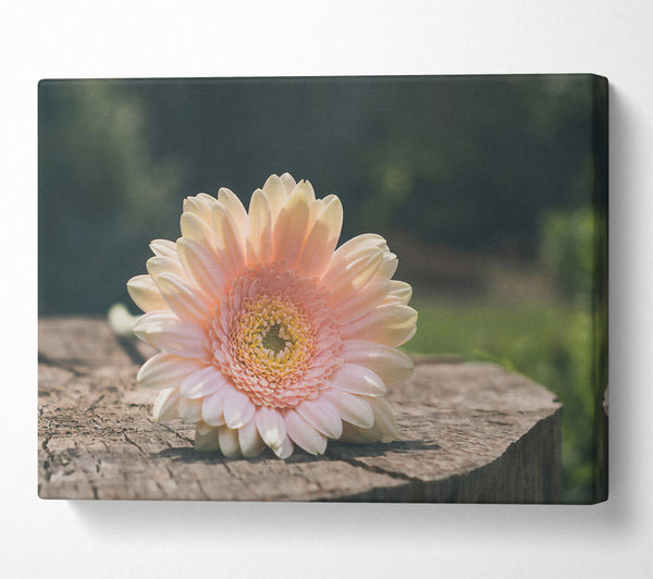  A Canvas Print of Pale Pink Blossom Canvas Print