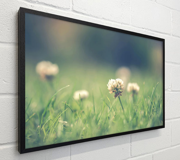 Green Clover Bloom