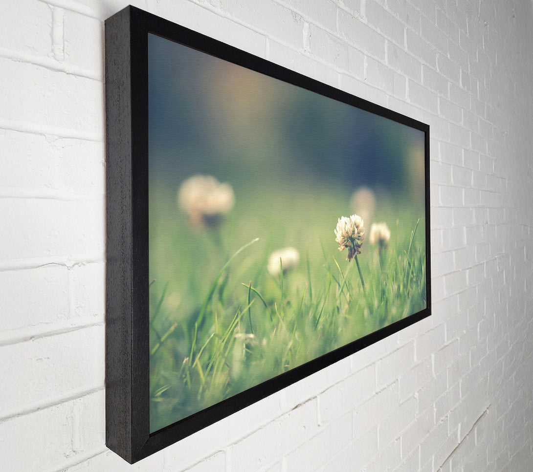  A Canvas Print of Green Clover Bloom Canvas Art