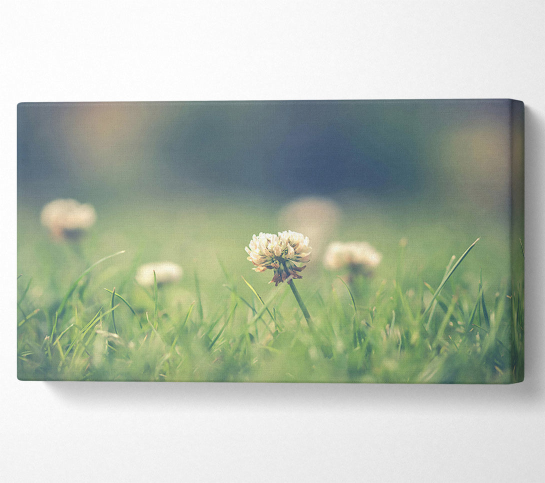  A Canvas Print of Green Clover Bloom Canvas Art