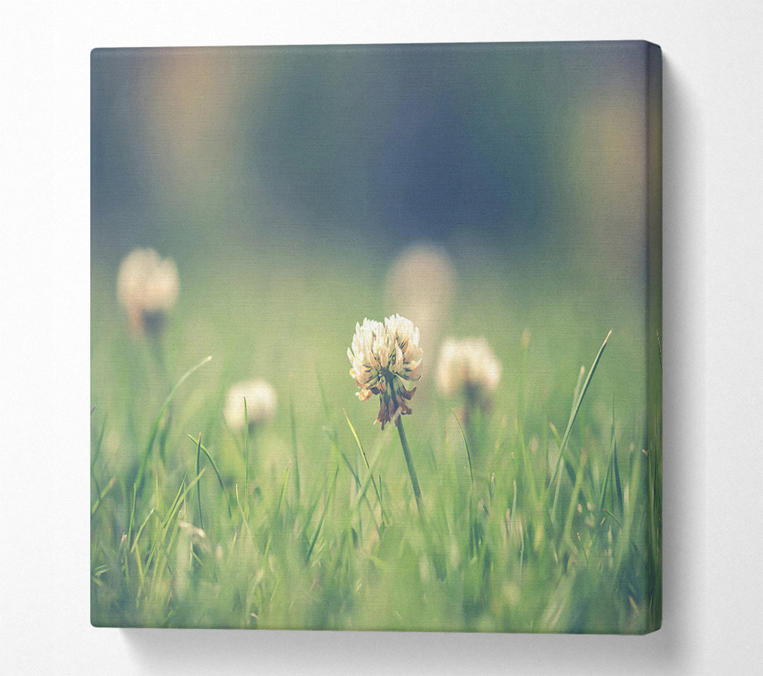  A Canvas Print of Green Clover Bloom Canvas Art