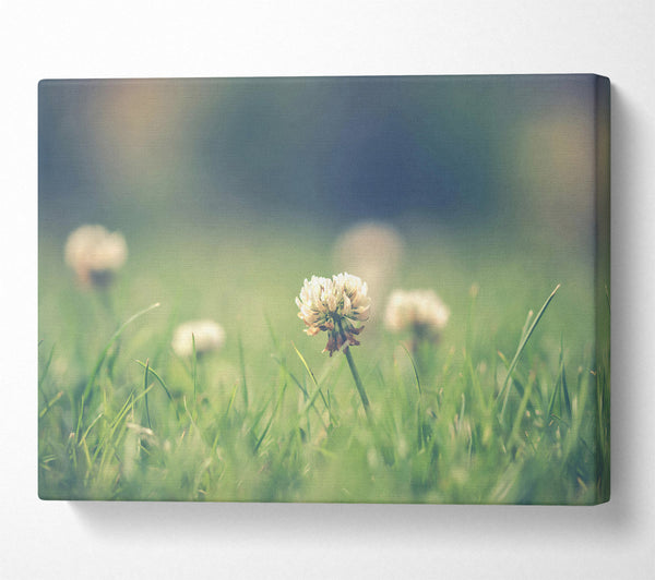  A Canvas Print of Green Clover Bloom Canvas Art