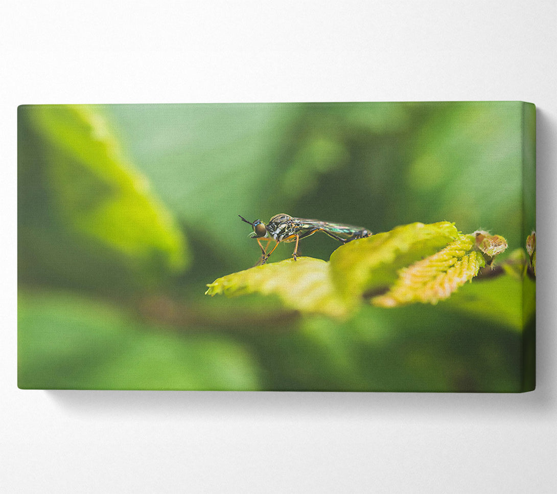  A Canvas Print of Green Leaf Stalker Canvas Print