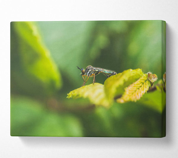  A Canvas Print of Green Leaf Stalker Canvas Print