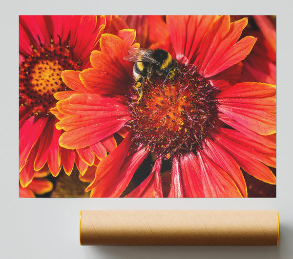 Crimson Pollen Dance Poster