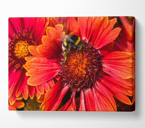  A Canvas Print of Crimson Pollen Dance Canvas Wall Art