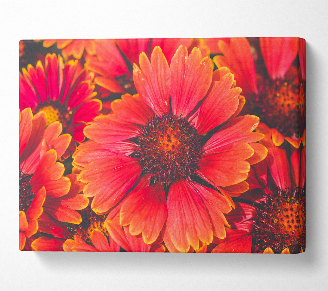  A Canvas Print of Crimson Bloom Burst Canvas Art