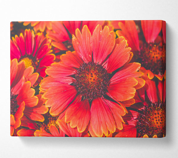  A Canvas Print of Crimson Bloom Burst Canvas Art