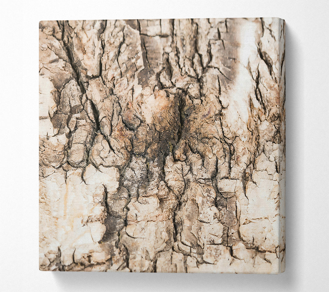  A Canvas Print of Cracked Bark Beige Canvas Art