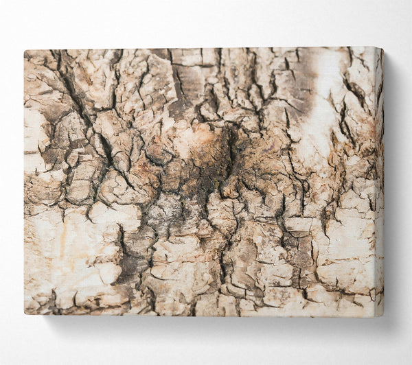  A Canvas Print of Cracked Bark Beige Canvas Art