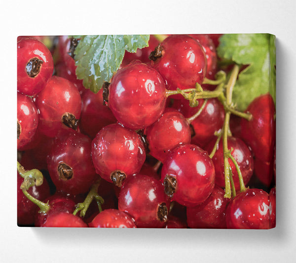  A Canvas Print of Crimson Currant Cluster Canvas Wall Art