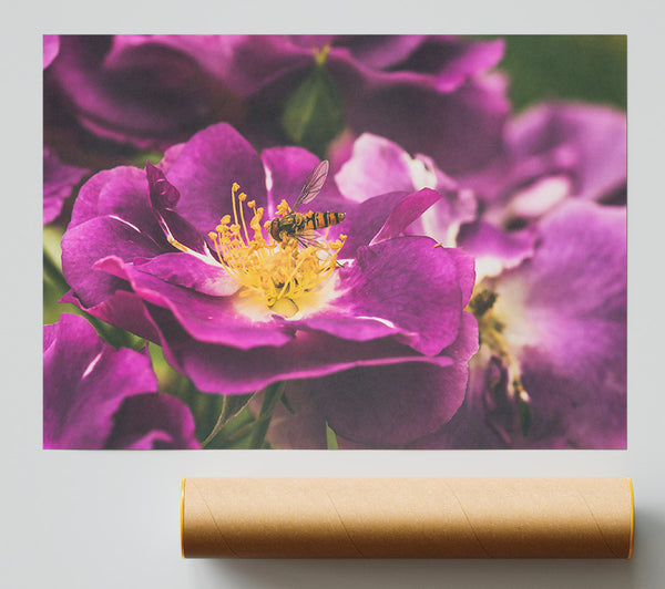 Purple Bloom And Bee Giclee Print