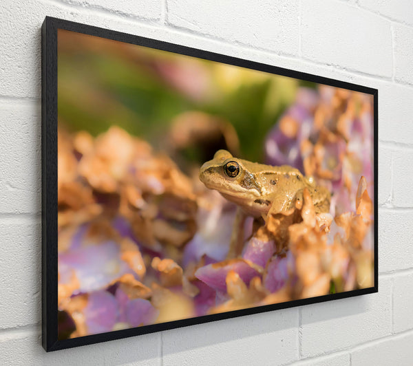 Golden Frog On Purple