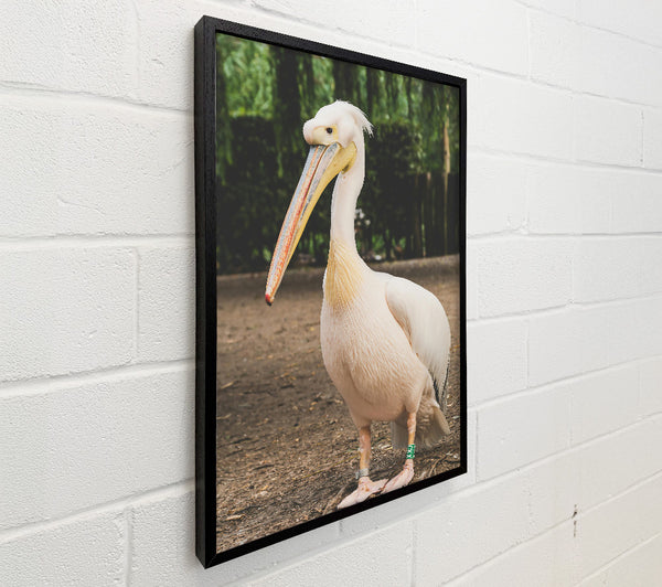 White Pelican On Brown Earth