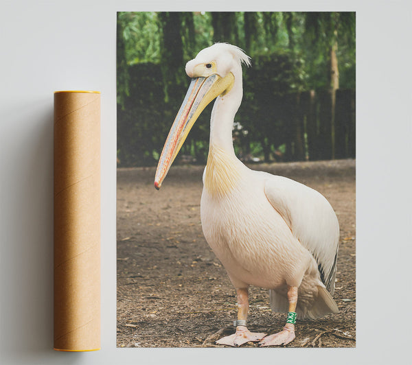 White Pelican On Brown Earth Giclee Print