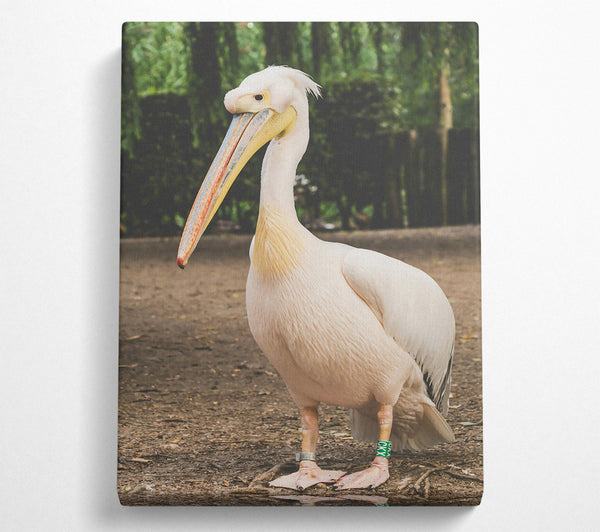  A Canvas Print of White Pelican On Brown Earth Canvas Print