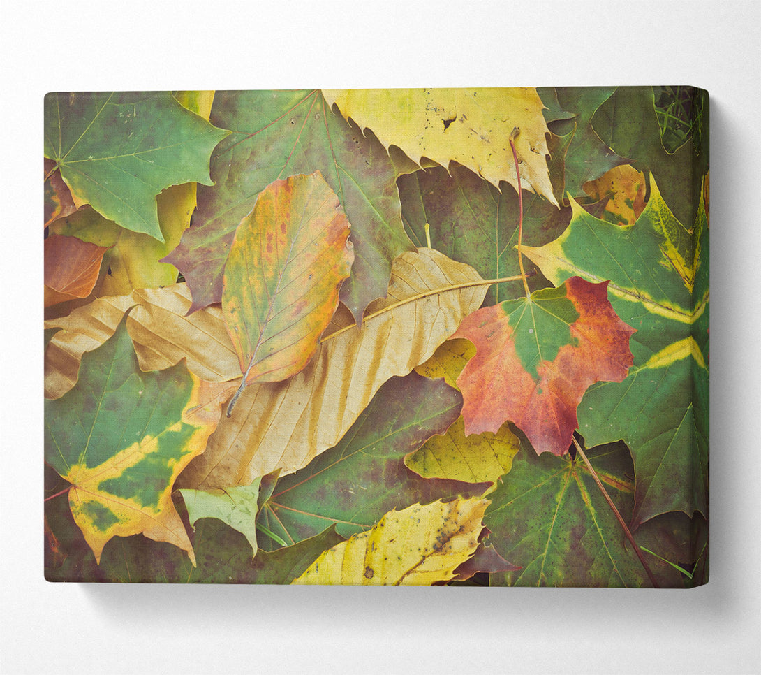 A Canvas Print of Autumn'S Golden Embrace Canvas Wall Art