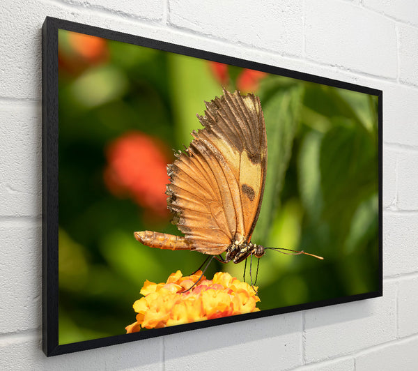 Orange Butterfly Resting