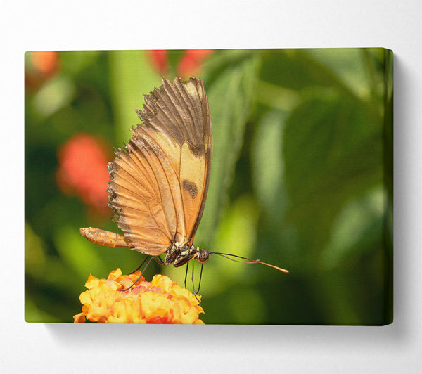  A Canvas Print of Orange Butterfly Resting Canvas Wall Art