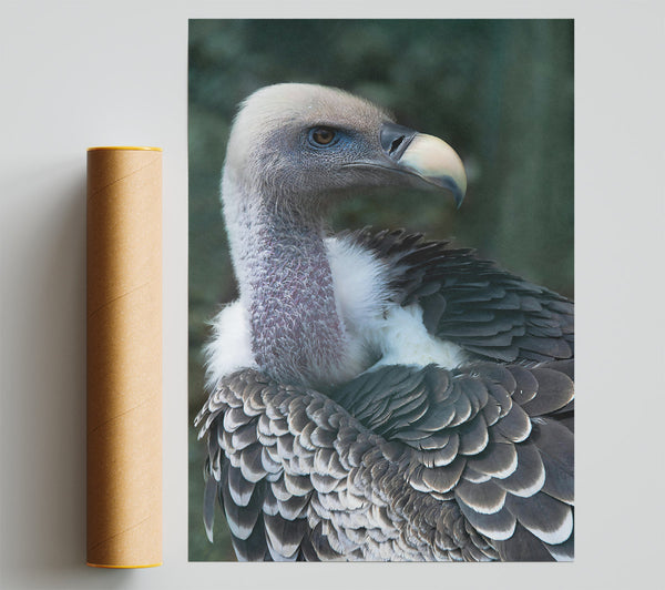 Gray Vulture Feathers Poster