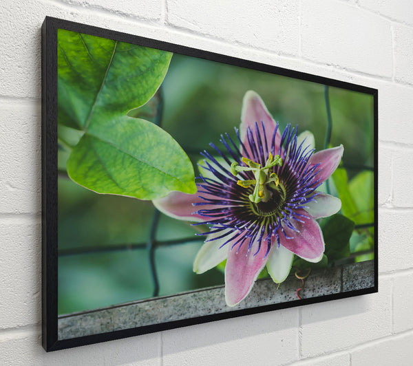 Purple Passion Bloom