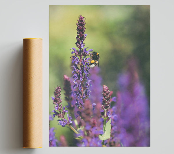Purple Bumble Bee Bloom Print