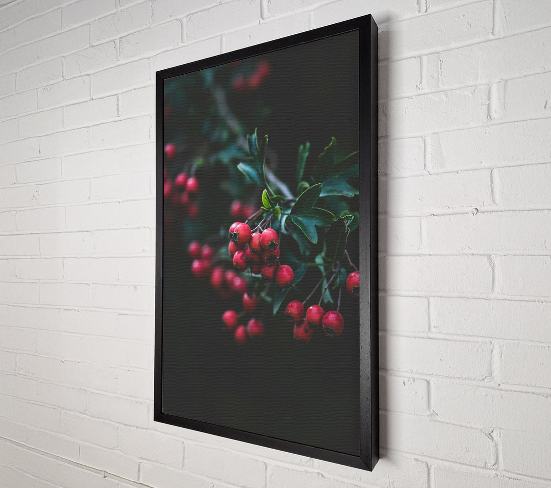 A Canvas Print of Crimson Berries' Bloom Canvas Print