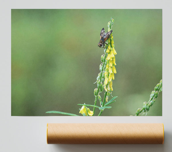 Yellow Fly On Bloom Print