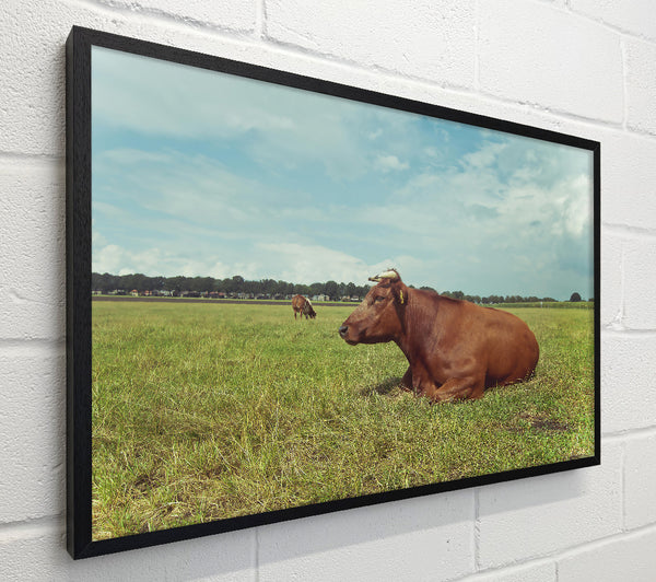 Brown Cow Resting