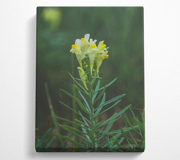 Yellow Snapdragon Bloom