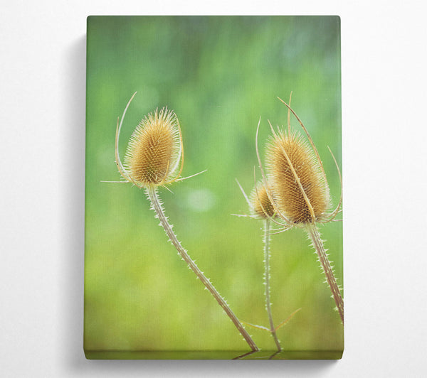  A Canvas Print of Golden Spiky Blooms Canvas Art