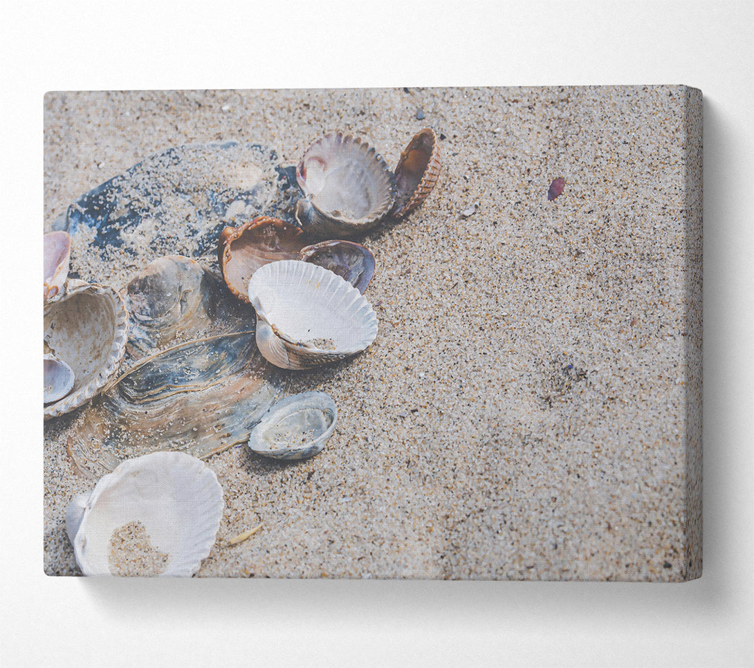  A Canvas Print of White Shells On Sand Canvas Art