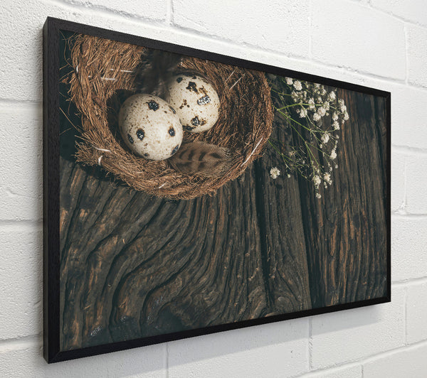 Brown Nestled Quail Eggs