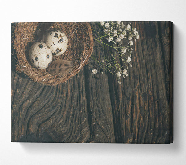  A Canvas Print of Brown Nestled Quail Eggs Canvas Print