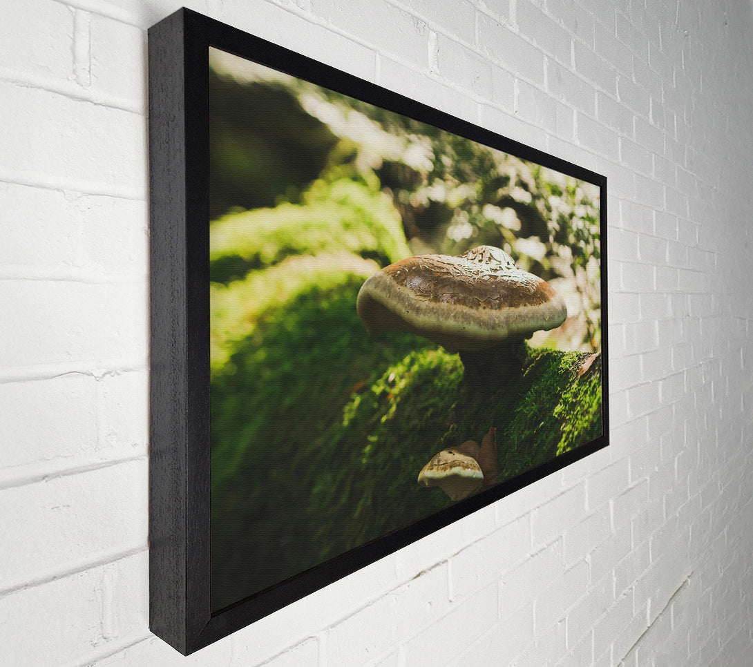  A Canvas Print of Brown Mushroom Canopy Canvas Wall Art