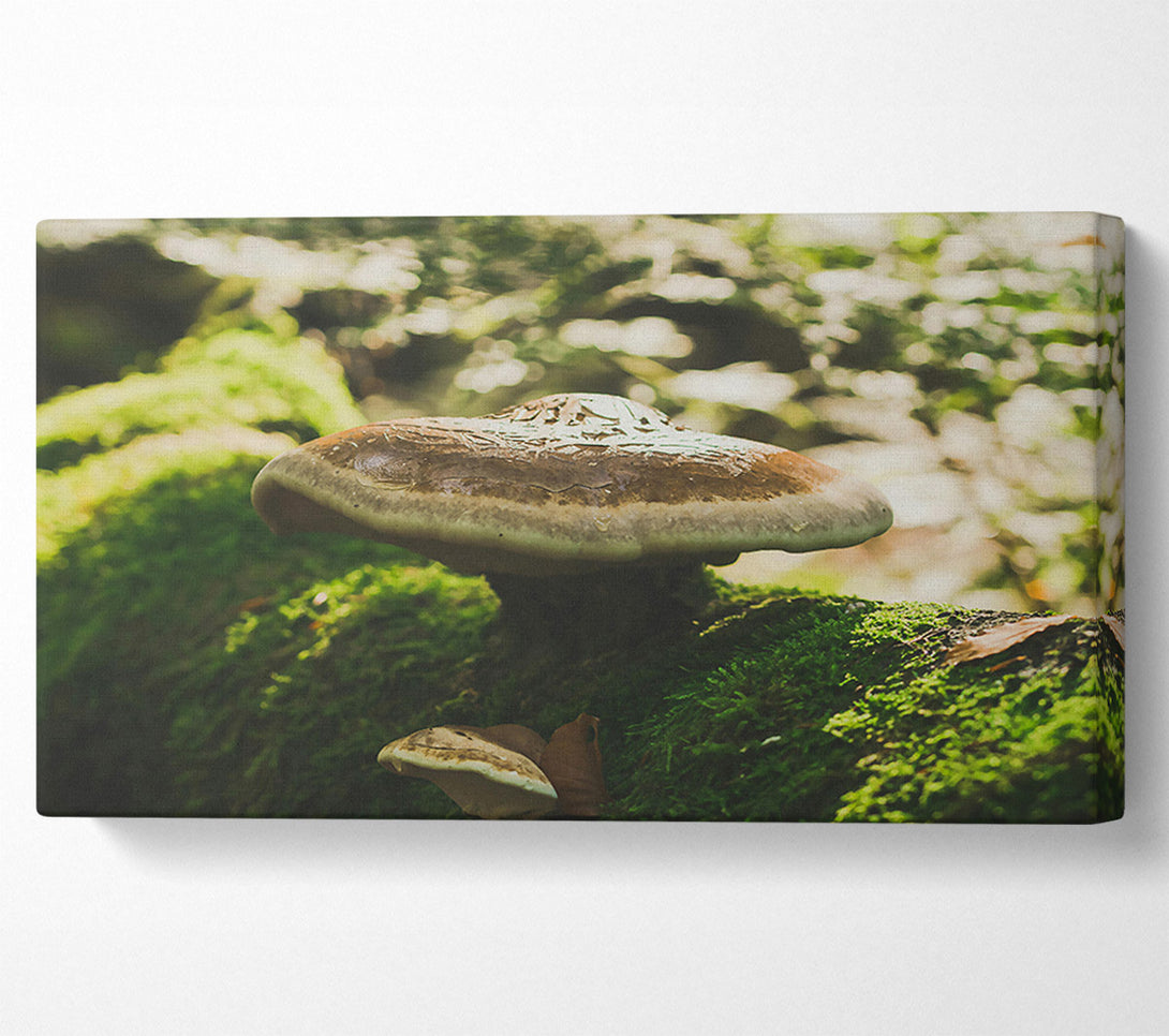  A Canvas Print of Brown Mushroom Canopy Canvas Wall Art