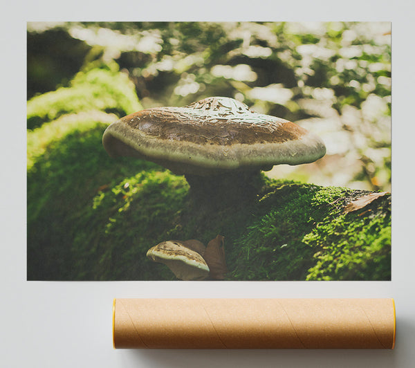 Brown Mushroom Canopy Giclee Print