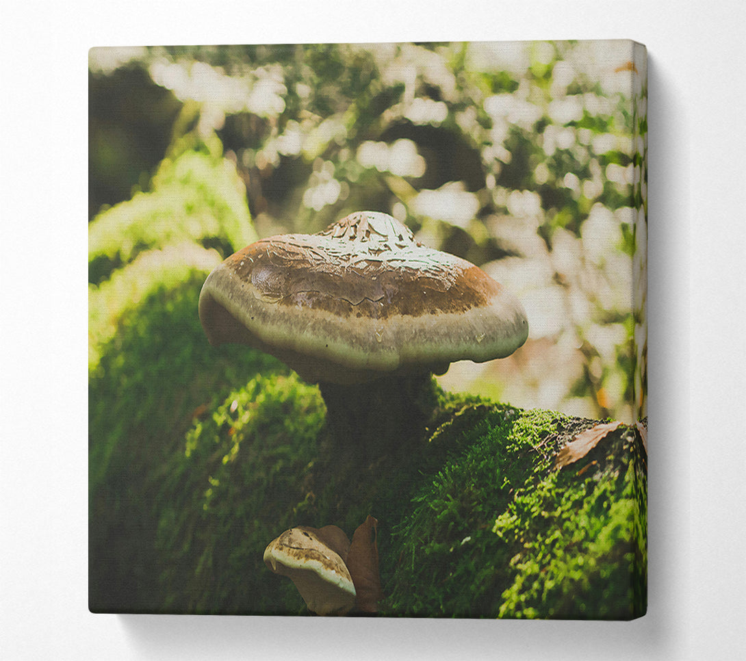  A Canvas Print of Brown Mushroom Canopy Canvas Wall Art