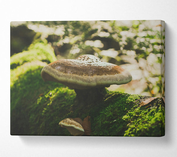  A Canvas Print of Brown Mushroom Canopy Canvas Wall Art