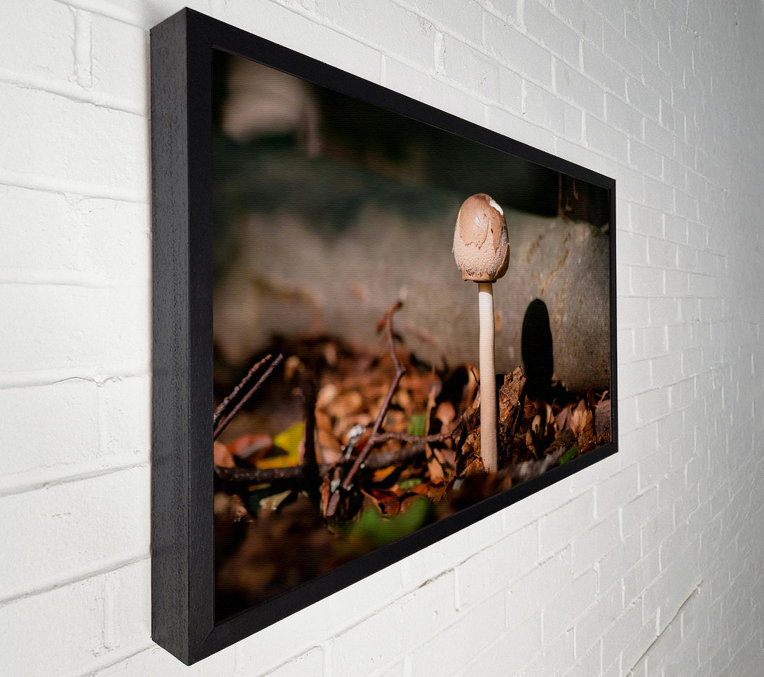  A Canvas Print of Tan Mushroom Solitude Canvas Wall Art