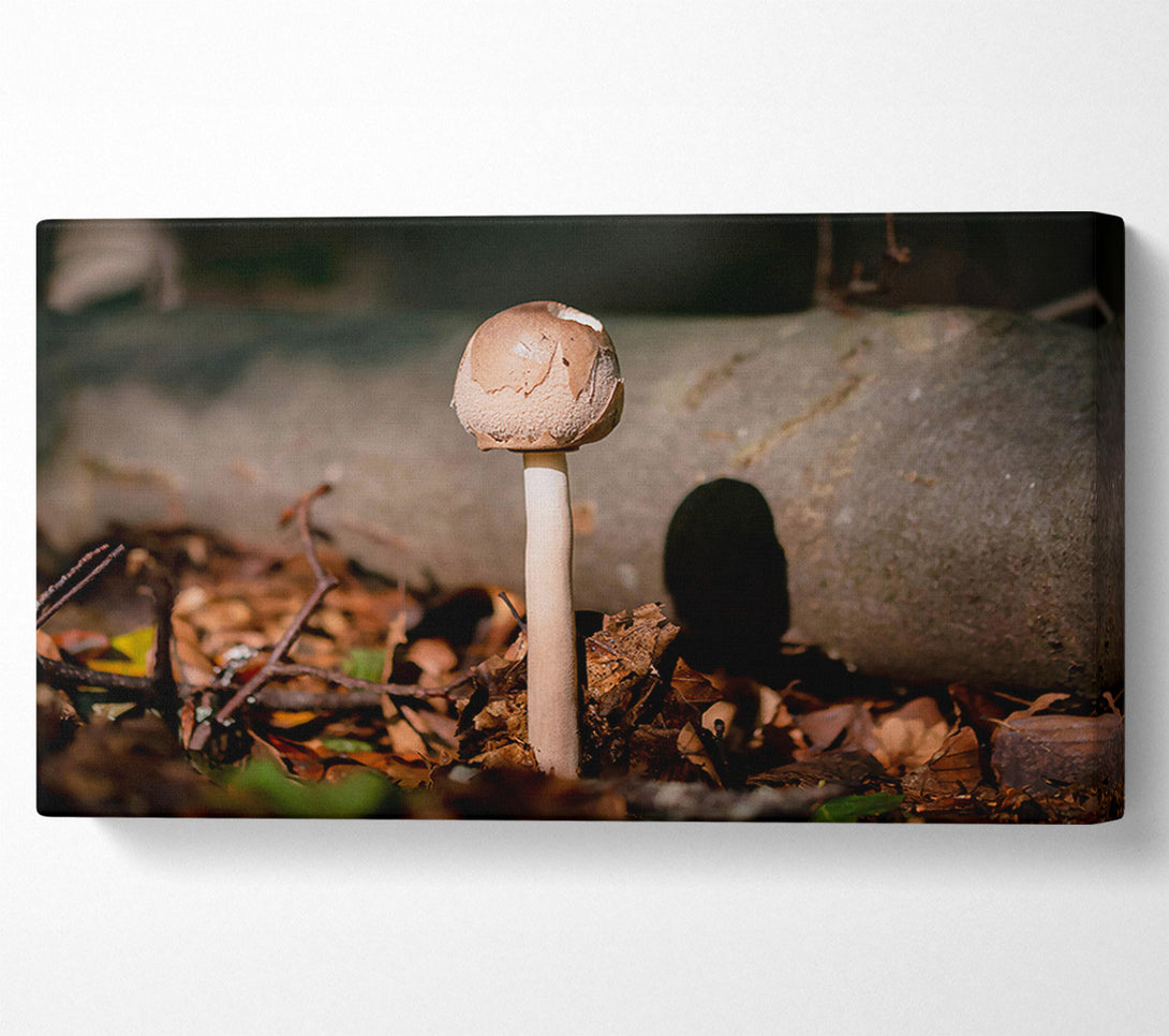  A Canvas Print of Tan Mushroom Solitude Canvas Wall Art