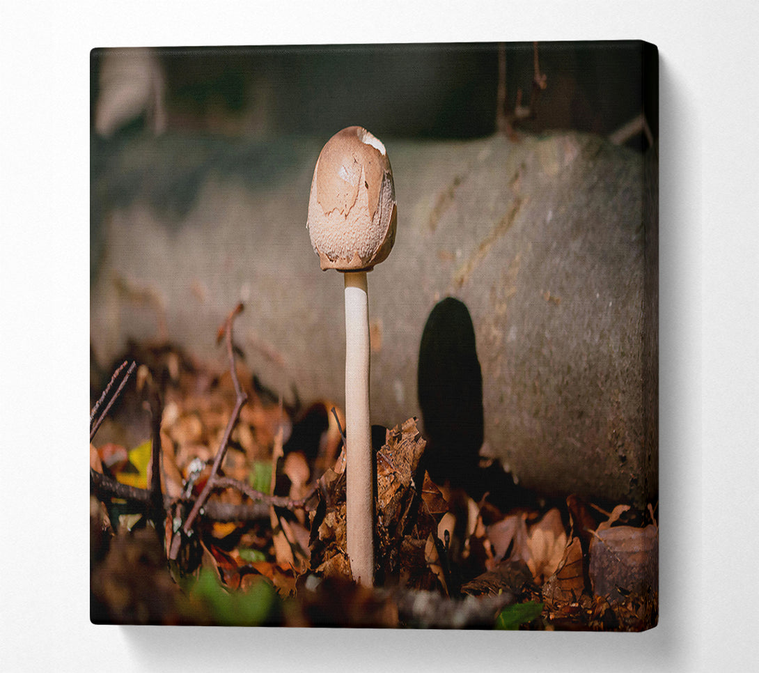  A Canvas Print of Tan Mushroom Solitude Canvas Wall Art
