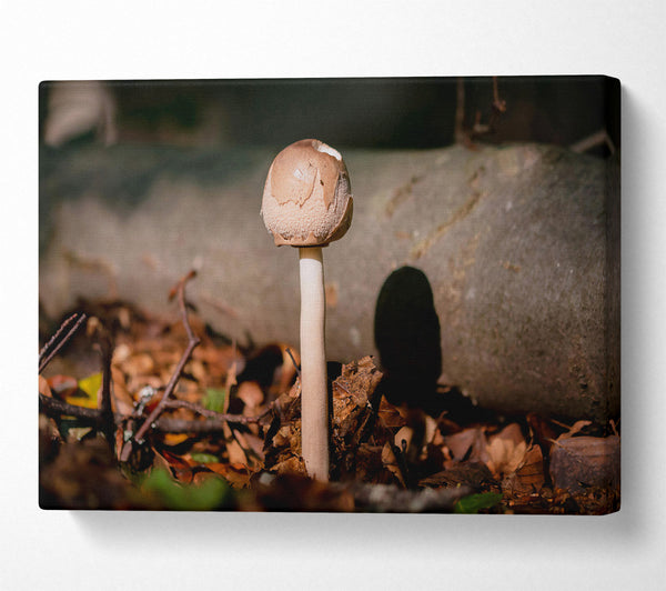  A Canvas Print of Tan Mushroom Solitude Canvas Wall Art