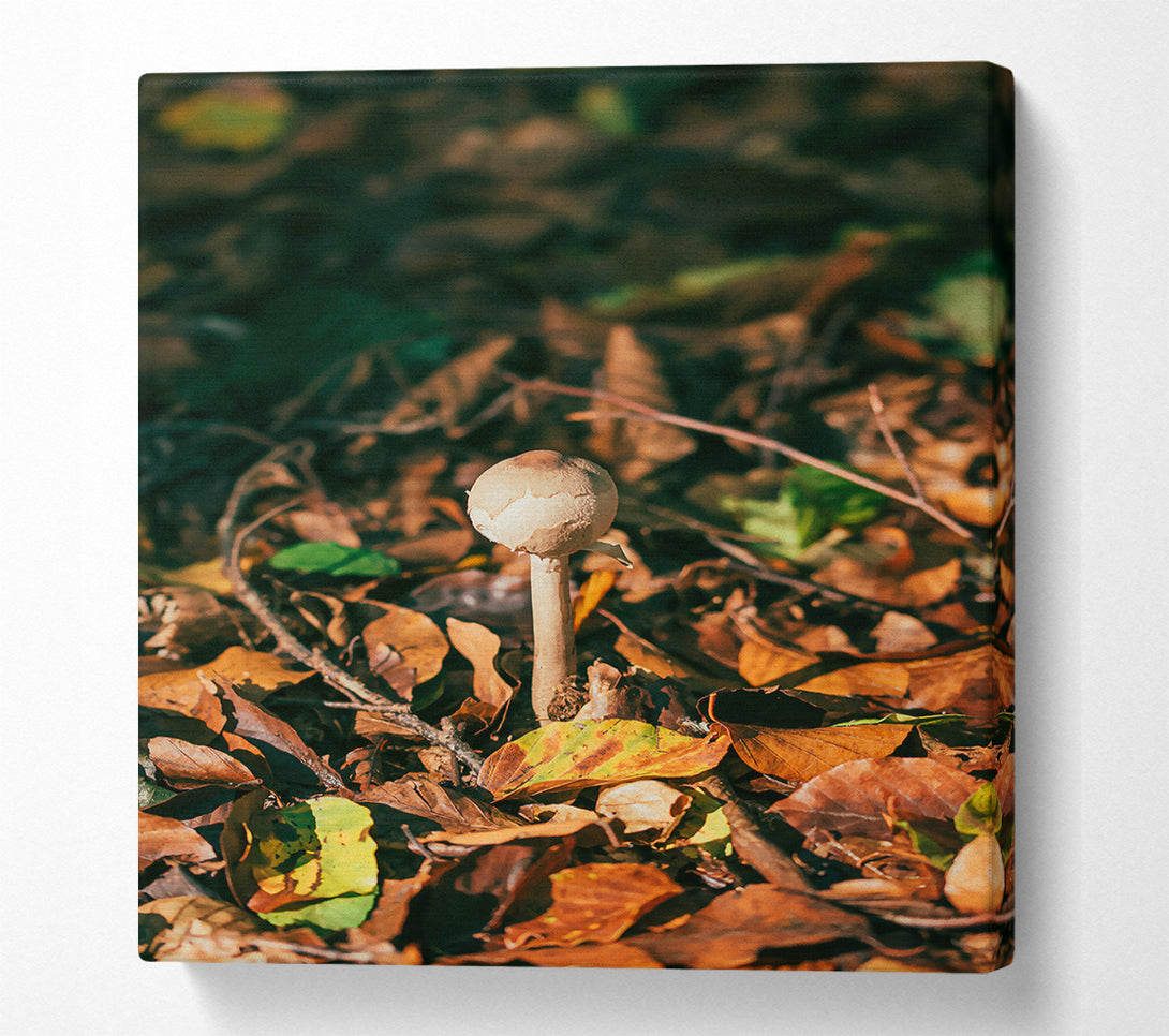  A Canvas Print of Brown Mushroom Dreams Canvas Print